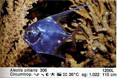 Alectis ciliaris